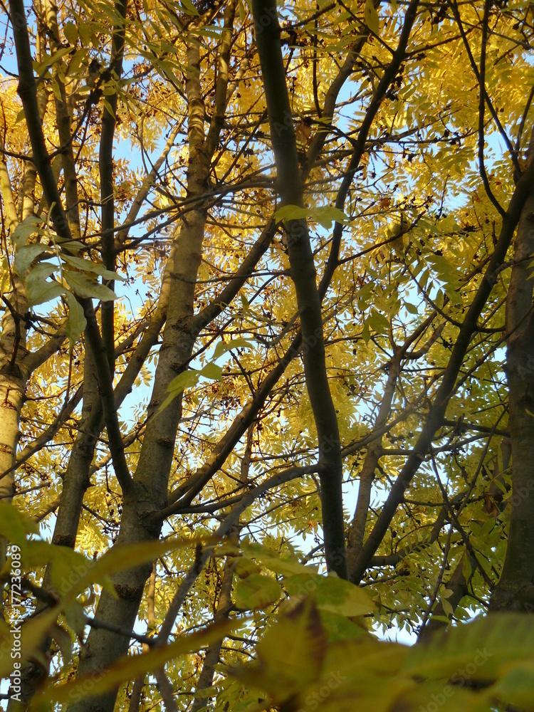 Obraz premium Baum