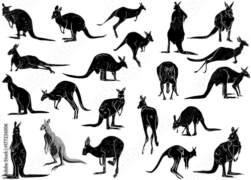 set of twenty one kangaroo isolated on white