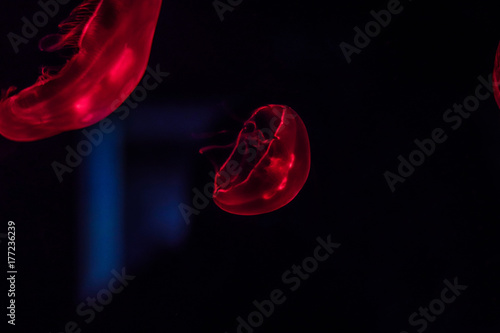 medusa acquario genova © patrickpvps3