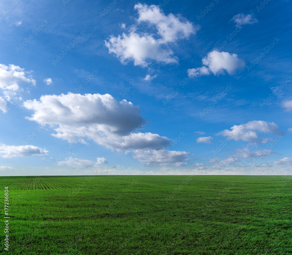 Green field and blue sky