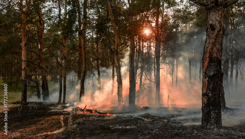 Forest fire. Burned trees after wildfire, pollution and a lot of smoke