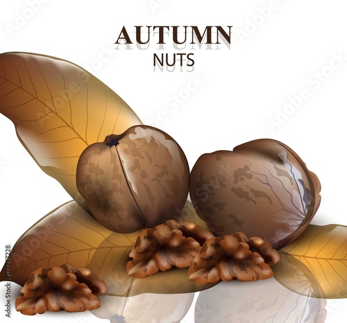 Greek walnuts isolated on white background. Vector realistic autumn season nuts