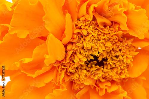orange flower on a white background © studybos