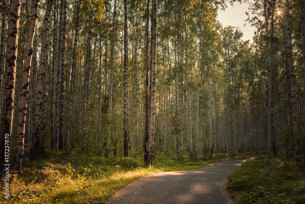 Fototapeta premium The way in the park for exercise and relax. Nature background