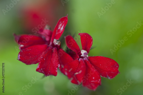 Fotografía lobelia fulgens, Queen Victoria