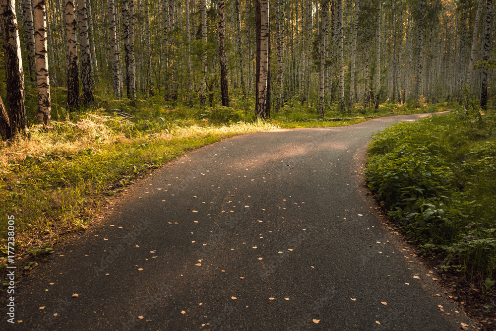 Fototapeta premium The way in the park for exercise and relax. Nature background