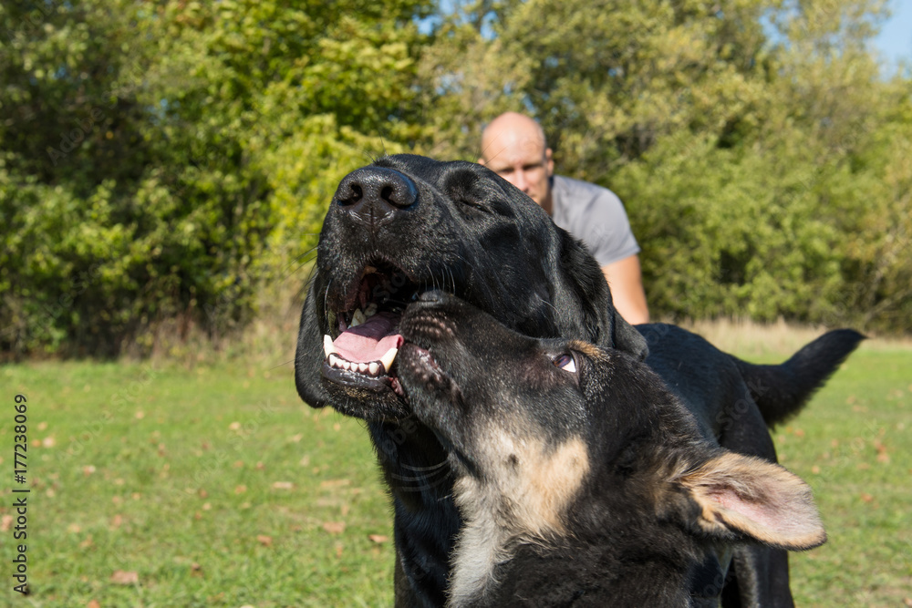 The dogs are playing in the park at sunny day.