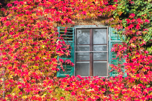 Colors of autumn: old shabby window under colorfull plants 