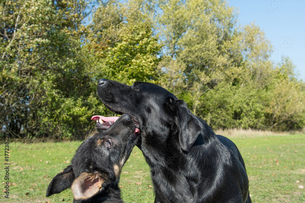 The dogs are playing in the park at sunny day. The dogs are playing in the park at sunny day.