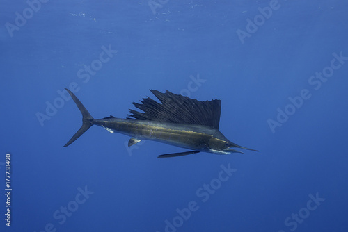 Papier peint Atlantic sailfish hunting sardines in the waters off Isla Mujeres just outside Cancun, Mexico