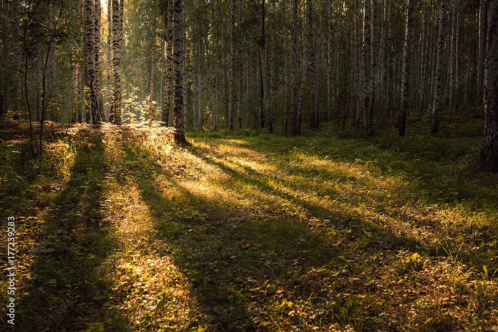 Fototapeta premium The forest for exercise and relax. Nature background