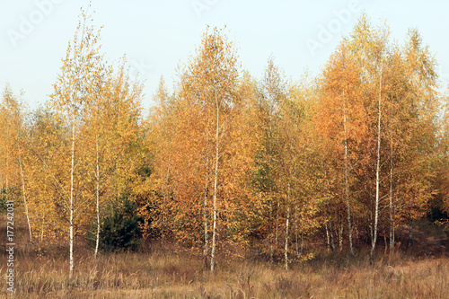 beautiful scene in yellow autumn birch forest in october with fallen yellow autumn leaves