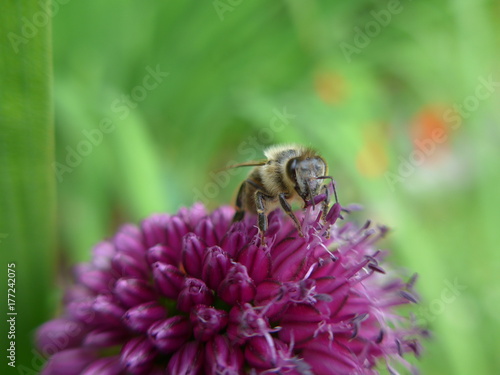 bee on an purple drumstick allium