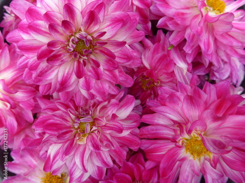 pink dahlias, georgines