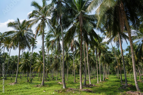 Coconut plantation in Asia