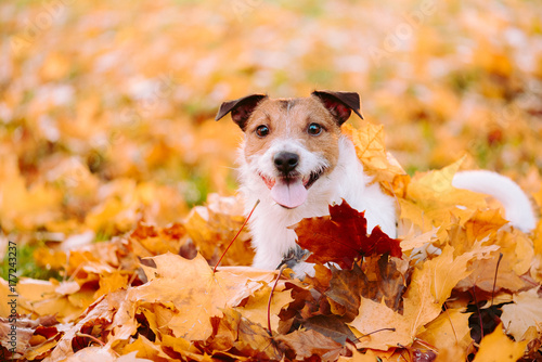 Fototapeta Naklejka Na Ścianę i Meble -  Indian summer (Golden autumn) concept with dog and orange maple leaves