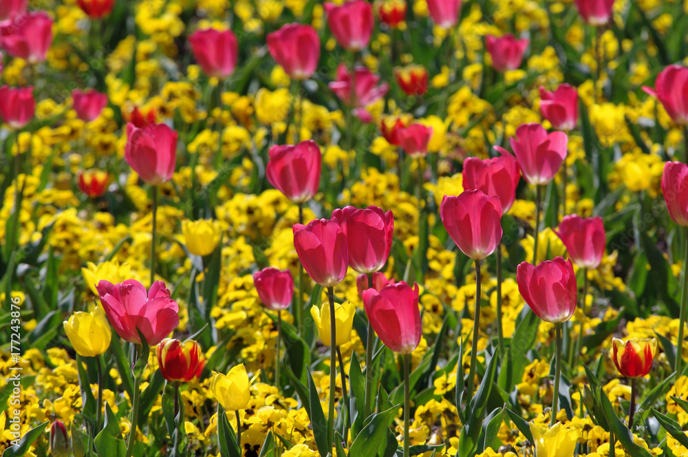 Blumen im Frühling Blumen im Frühling
