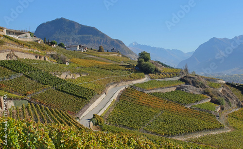 Weinberge im Wallis