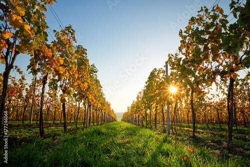 Fotografi Colorful vineyard on a sunny day