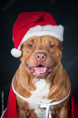 Dog in Santa's costume. A red pit bull in New Year's clothes. Portrait of dog isolated on black. Santa Claus. Gnome, dwarf, leprechaun. © Mariana