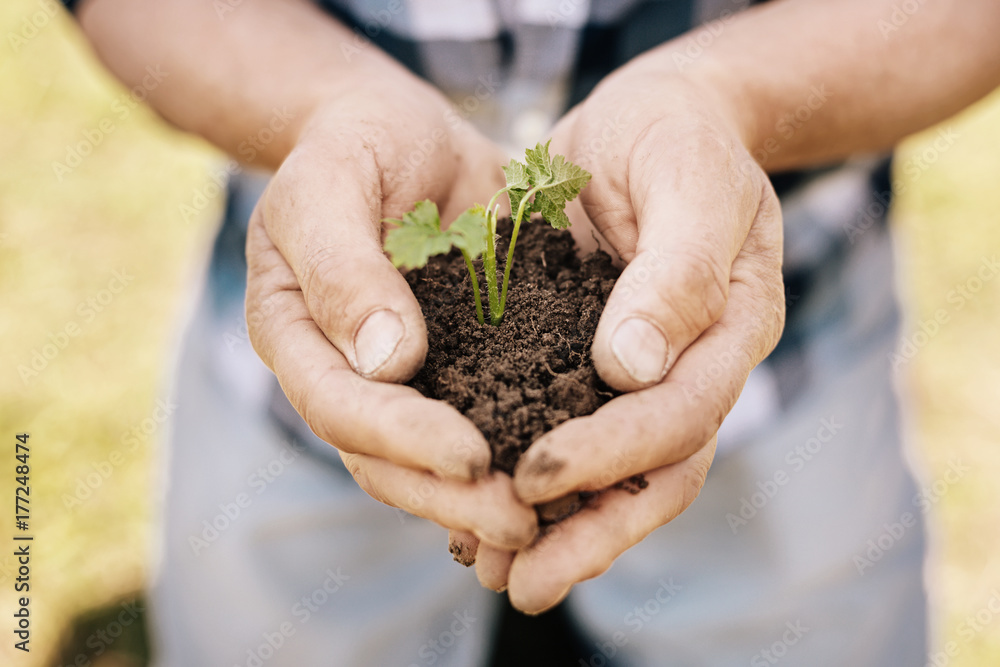 Close up of male hands that keeping seedling with ground Close up of male hands that keeping seedling with ground