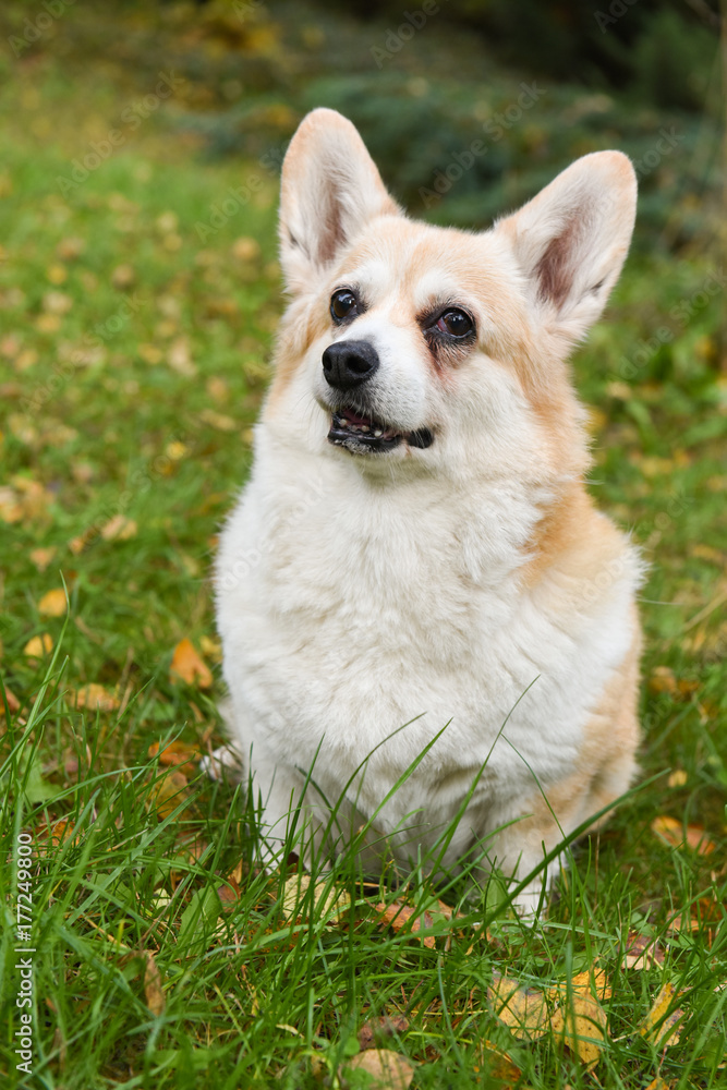 corgi dog portrait corgi dog portrait