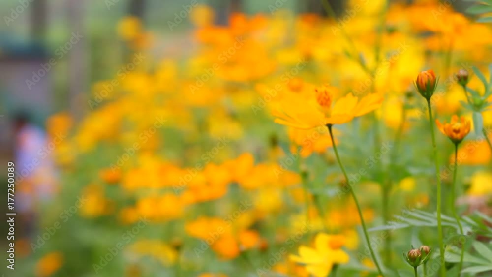 Video blur beautiful yellow flower and blue sky blur landscape natural outdoor background1 Video blur beautiful yellow flower and blue sky blur landscape natural outdoor background1