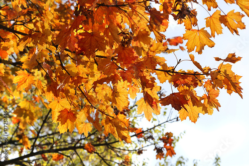 Beautiful autumn branch of maple tree