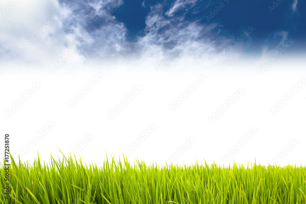 Fresh green grass as border on the lower side of the horizontal frame in a seamless empty white background with blue sky with clouds on top. Useful as design element and template. Fresh green grass as border on the lower side of the horizontal frame in a seamless empty white background with blue sky with clouds on top. Useful as design element and template.