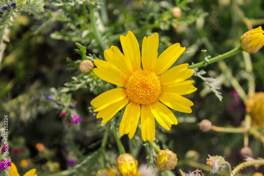 beautiful natural yellow daisy flower with plant background beautiful natural yellow daisy flower with plant background