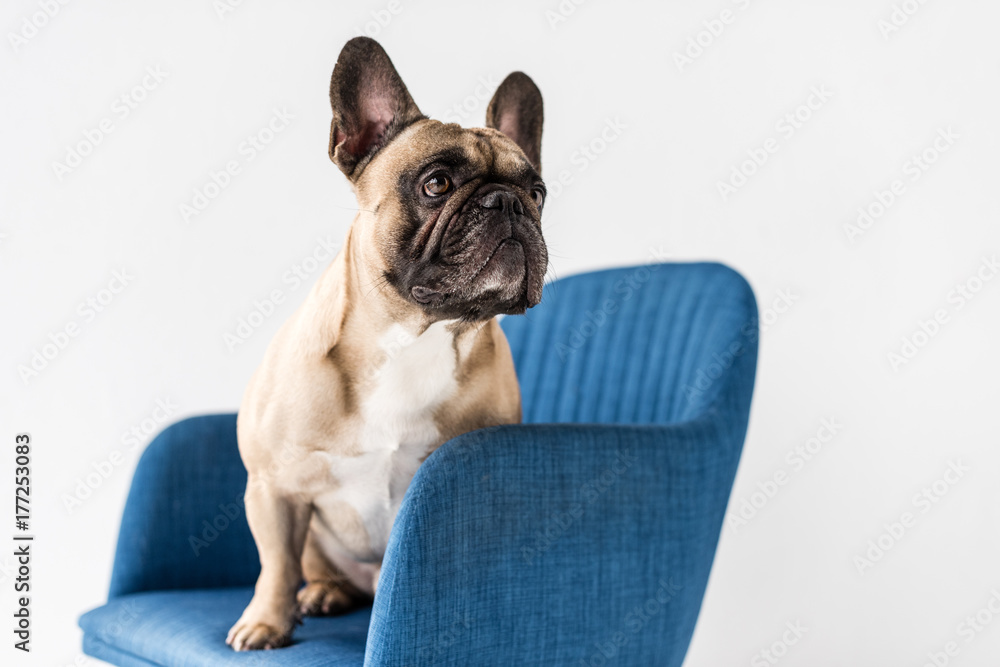 french bulldog sitting on chair french bulldog sitting on chair