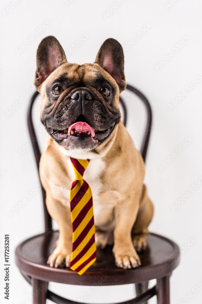 bulldog in striped necktie