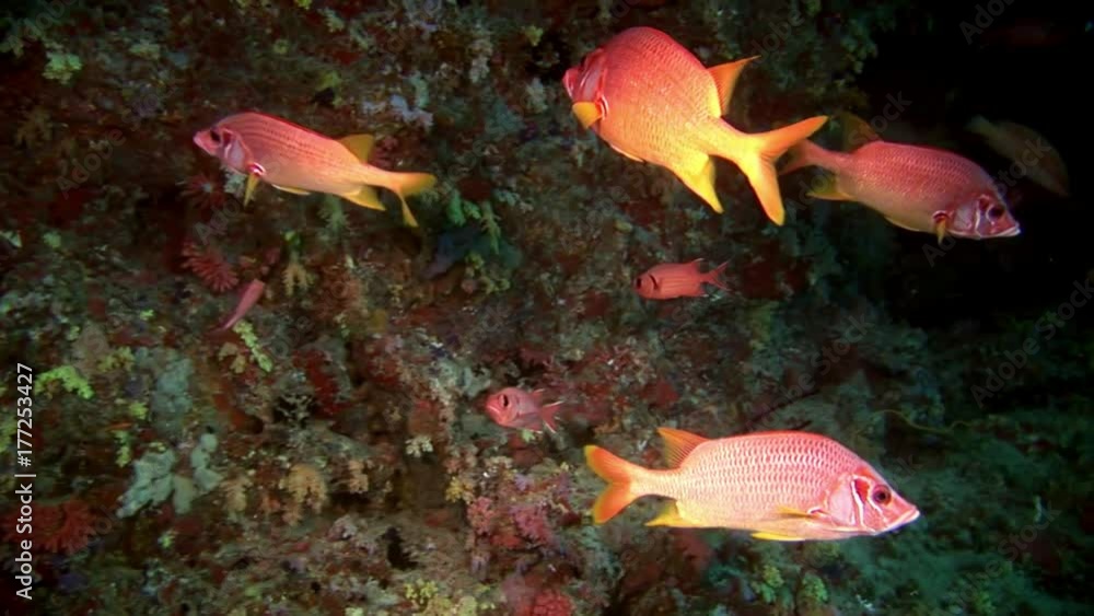 School of grouper fish sea bass big eyes underwater on seabed in Maldives. Unique macro video footage. Abyssal relax diving. Natural aquarium of sea and ocean. Beautiful animals. School of grouper fish sea bass big eyes underwater on seabed in Maldives. Unique macro video footage. Abyssal relax diving. Natural aquarium of sea and ocean. Beautiful animals.