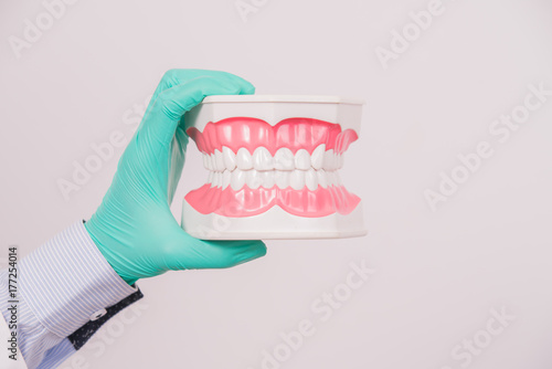 dentist holding dental model or tooth model on white background