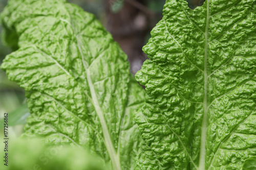 lettuce large chard leaves