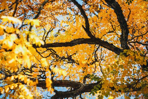 Colorful background of autumn leaf, close up