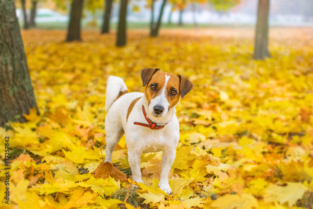 A small cute dog Jack Rassel Terrier walking in an beautiful autumn park on the fallen yellow maple leaves. The pet looking at the camera