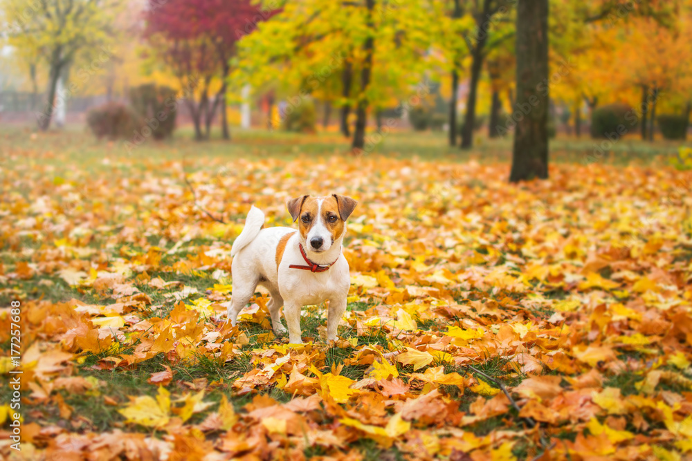 A small cute Jack Rassel Terrier walking in an beautiful autumn park on the fallen red and yellow maple leaves. The dog is looking at the camera A small cute Jack Rassel Terrier walking in an beautiful autumn park on the fallen red and yellow maple leaves. The dog is looking at the camera