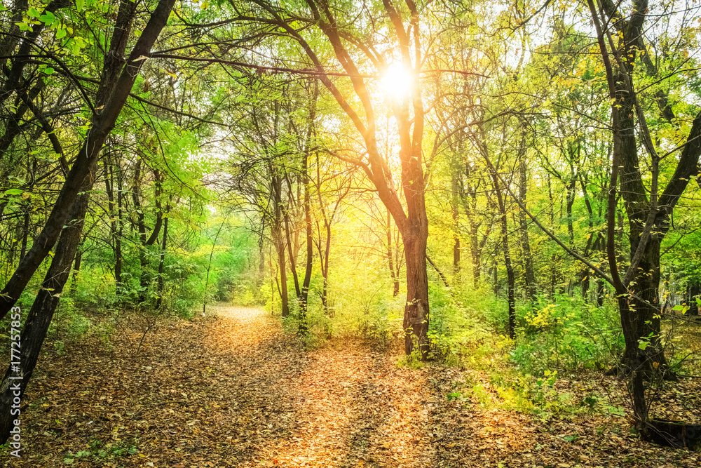Obraz premium sunlight in autumn forest with green trees and fallen yellow leaves