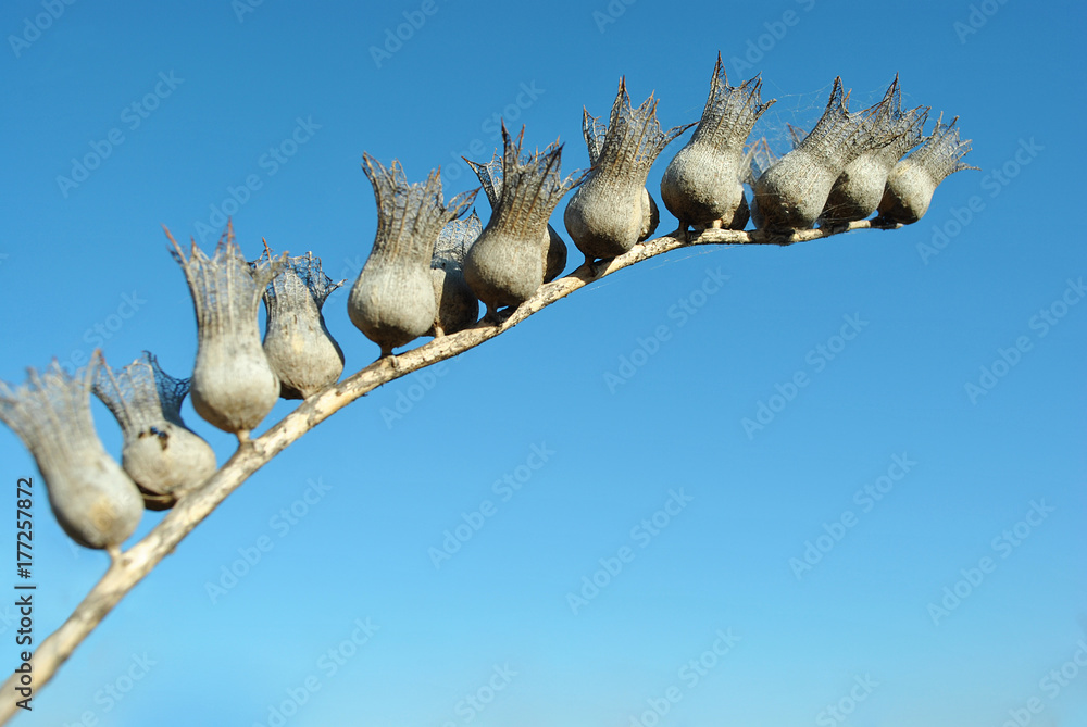 Obraz premium Hyoscyamus niger, henbane, black henbane or stinking nightshade dry grey flowers with seeds with blue sky background