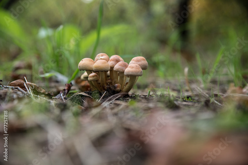 A bunch of short cream colored and brown mushrooms on a soil with fallen leaves and grass in Belgium.
