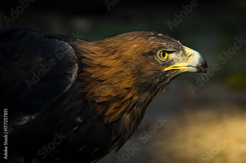 The portrait of golden eagle (Aquila chrysaetos) at sunset