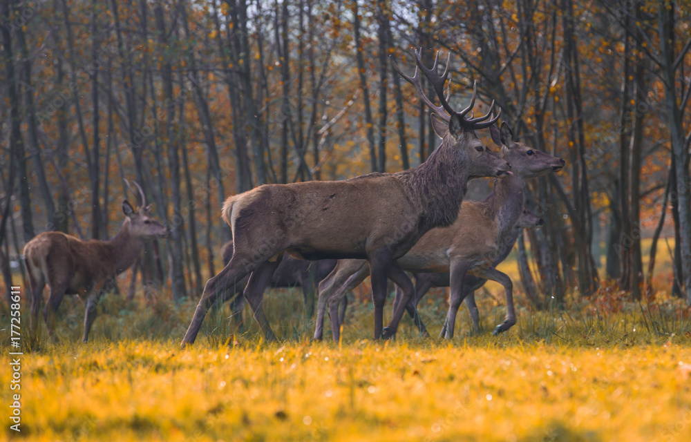 Group of red deers in autumnal meadow .Red deers in nature during autumn