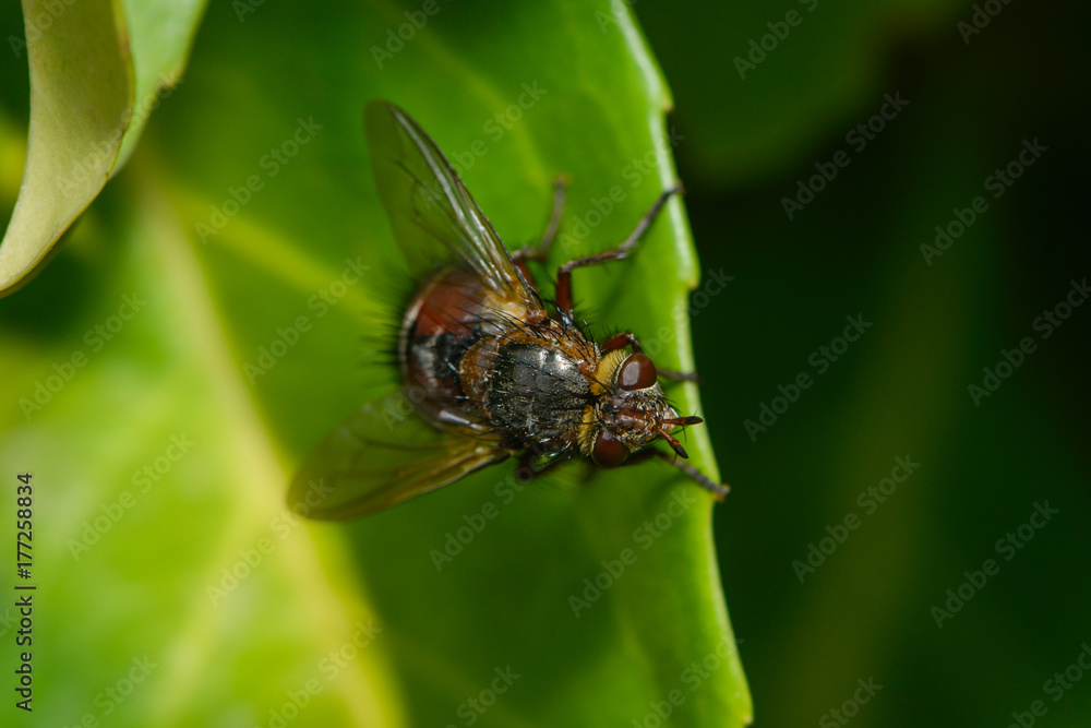 Igelfliege sitzt auf einem Blatt Igelfliege sitzt auf einem Blatt