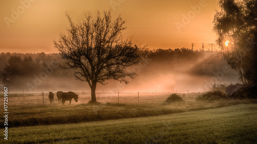 Ponys in the morning light photo