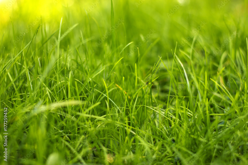 Natural Green Grass Background Natural Green Grass Background