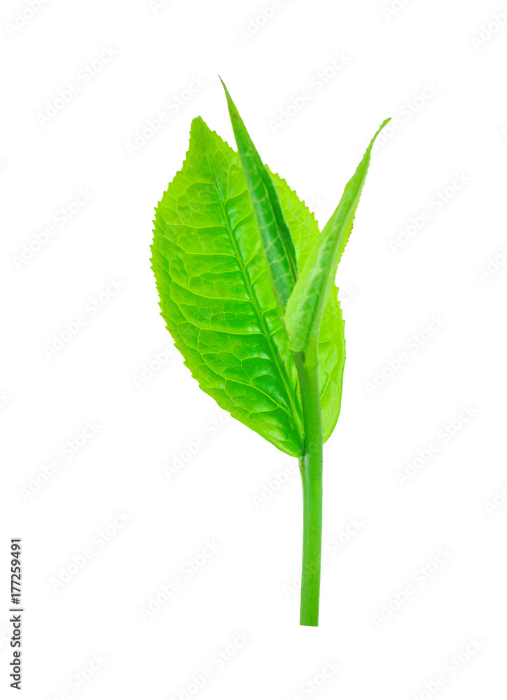 Obraz premium tea leaf on isolated white background