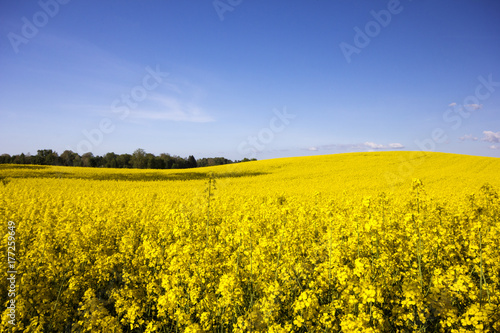 Rape Fields. Northern Poland 