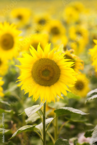 Blooming Sunflowers Field 