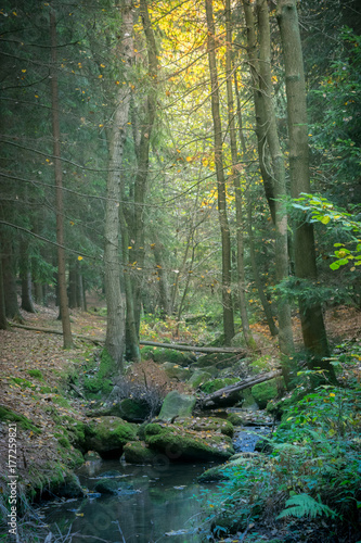Fototapeta Naklejka Na Ścianę i Meble -  Misty forest stream in the fall
